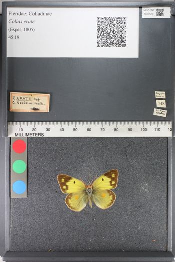 Media type: image;   Entomology 125291